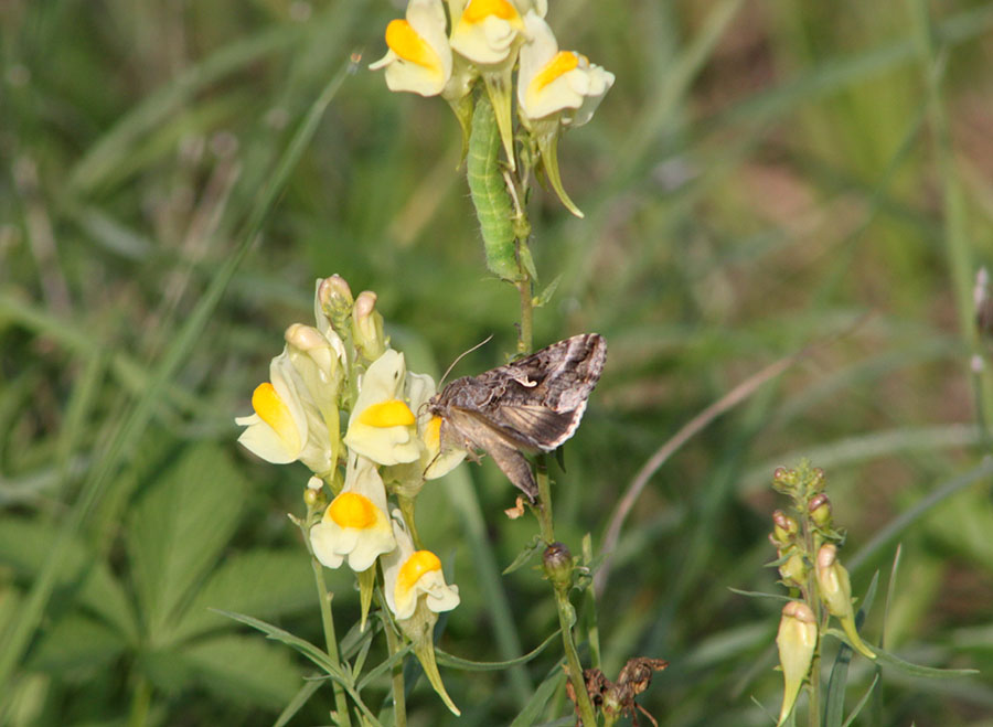 A proposito di Autographa gamma